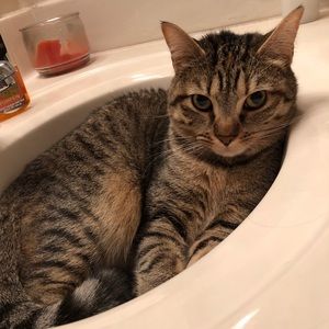 Meet your Posher, Juliet